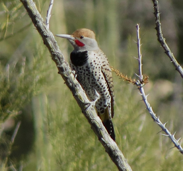 Gilded Flicker male Gates Pass 1_19_2015